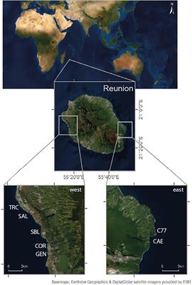 Which Method for Which Purpose? A Comparison of Line Intercept Transect and Underwater Photogrammetry Methods for Coral Reef Surveys